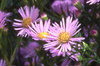 Aster 028-100x66