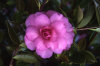 Camellia hemalis 002-100x66
