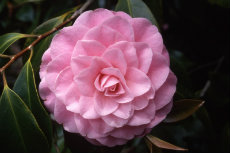 Camellia hybrid 026-230x153