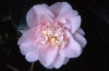 Camellia japonica 043-100x66