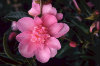 Camellia sasangua 08-100x66