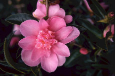 Camellia sasangua 08-230x153