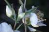 Camellia species 006-100x66