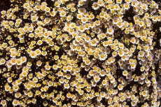 chrysanthemum 039-230x153