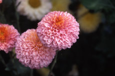 chrysanthemum 048-230x153
