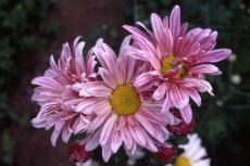 chrysanthemum 059-230x153