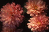 chrysanthemum 075-100x66