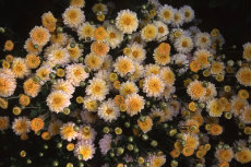chrysanthemum 079-230x153
