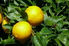 grapefruit 02-100x66