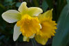 daffodil 24-100x66