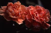 Dianthus Carnation 010-100x66
