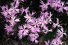 Dianthus Species 028-100x66