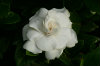 gardenia 01-100X66