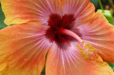 hawaiian hibiscus 02-230x153