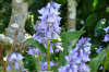 Spanish Hyacinth 09-100x66