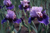 German Bearded Iris 025a-100x66