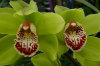 cymbidium orchid 17-100x66