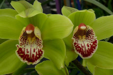 cymbidium orchid 17-230x153