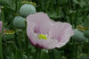Opium Poppy 06-100x66