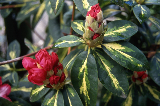Rhododendron 03-11