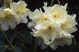 Rhododendron 07-301
