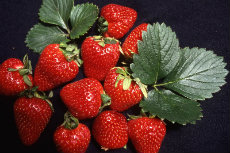 strawberries 01-230x153