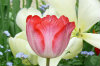 tulip 31-100x66