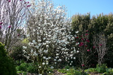 Magnolia Denudata 029-230x153