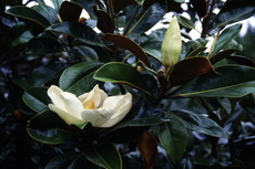 Magnolia grandiflora 006-230x153