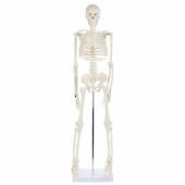 Anatomy Lab Essential Mini 35" Skeleton