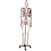 180 cm Human Skeleton Model