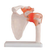 Life Size Shoulder Joint Model with Ligaments