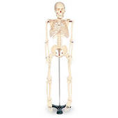 Mr Thrifty 33 1/2" Skeleton
