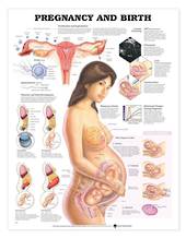 Anatomical Chart - Pregnancy and Birth