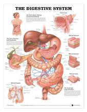 Anatomical Chart  - The Digestive System