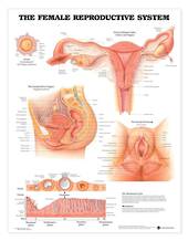 Anatomical Chart - The Female Reproductive System