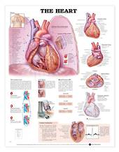 Anatomical Chart - The Heart