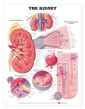 Anatomical Chart - The Kidney