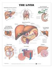 Anatomical Chart - The Liver