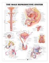 Anatomical Chart - The Male Reproductive System