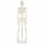 Anatomy Lab Essential Mini 35" Skeleton