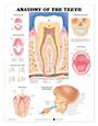 Anatomical Chart - Anatomy of the Teeth