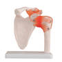 Life Size Shoulder Joint Model with Ligaments