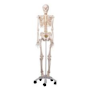 Anatomical Flexible Skeleton Model - Fred