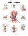 Anatomical Chart - Head and Neck
