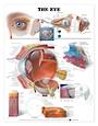 Anatomical Chart - The Eye
