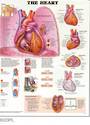 Anatomical Chart - The Heart
