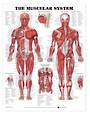Anatomical Chart - The Muscular System