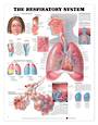 Anatomical Chart - The Respiratory System