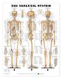 Anatomical Chart - The Skeletal System